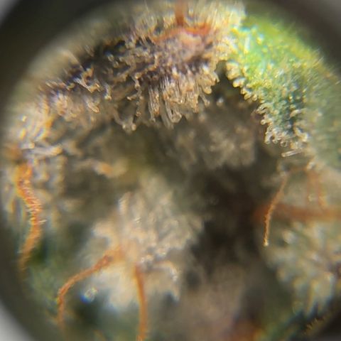 Pineapple Express P4 growlog photo: Trichome hunt- few ambers, almost ready to harvest! Probably most ambers out of all