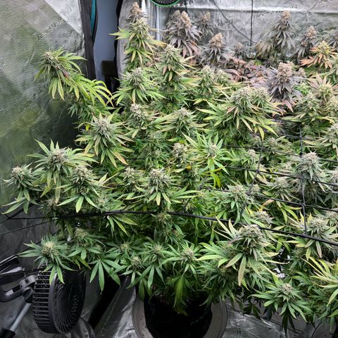 Pineapple Express P1 growlog photo: Harvest day 🥲