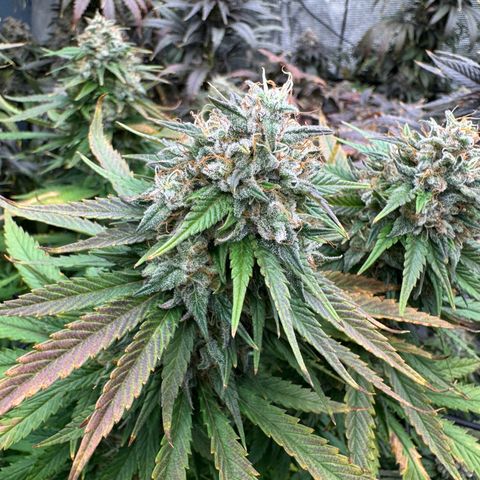 Pineapple Express P1 growlog photo: Harvest day 🥲