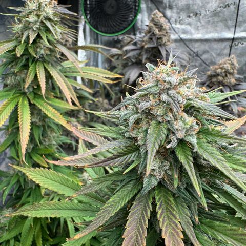 Pineapple Express P1 growlog photo: Harvest day 🥲
