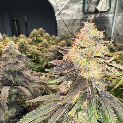 Pineapple Express P2 growlog photo: Harvest day 🥲