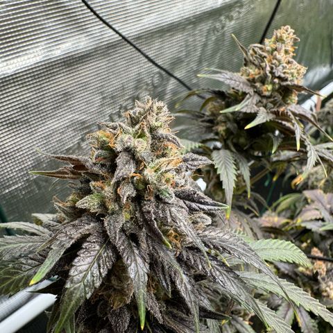 Pineapple Express P2 growlog photo: Harvest day 🥲