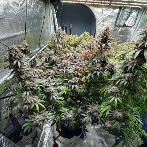 Pineapple Express P2 growlog photo: Harvest day 🥲