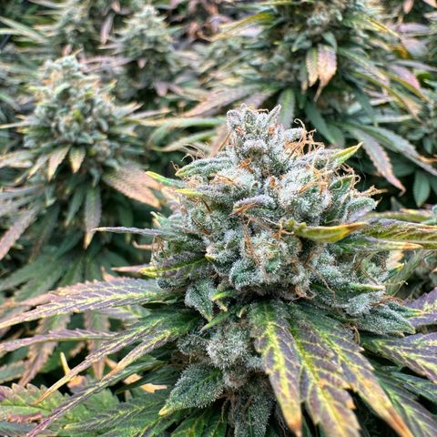 Pineapple Express P3 growlog photo: Harvest day 🥲