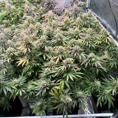 Pineapple Express P3 growlog photo: Harvest day 🥲