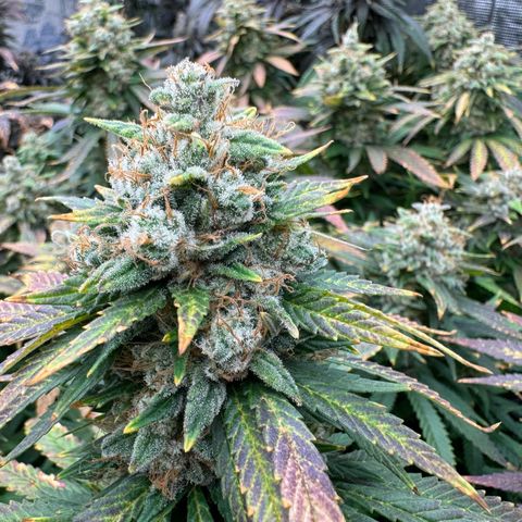 Pineapple Express P3 growlog photo: Harvest day 🥲