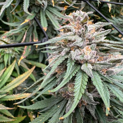 Pineapple Express P4 growlog photo: Harvest day 🥲