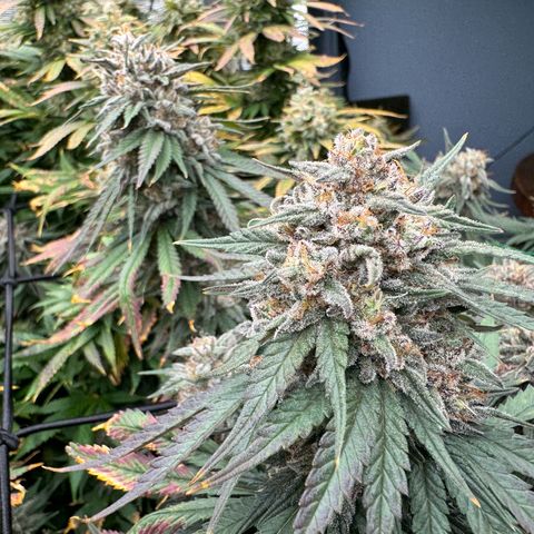 Pineapple Express P4 growlog photo: Harvest day 🥲
