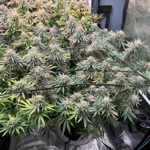Pineapple Express P4 growlog photo: Harvest day 🥲