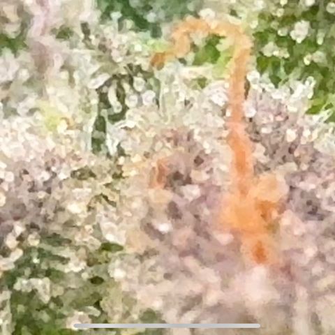 Pineapple Express P1 growlog photo: Trichomes