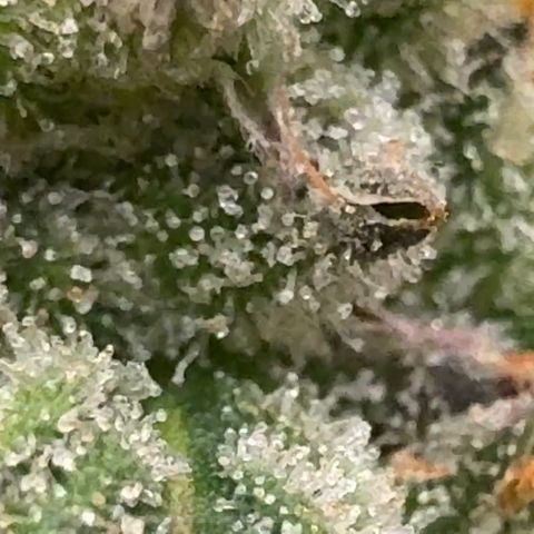 Pineapple Express P1 growlog photo: Trichomes
