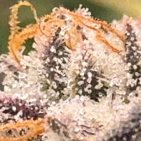 Pineapple Express P2 growlog photo: Trichomes