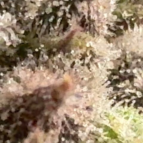 Pineapple Express P2 growlog photo: Trichomes