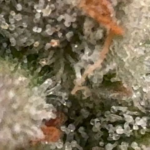 Pineapple Express P3 growlog photo: Trichomes