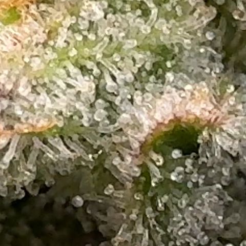 Pineapple Express P3 growlog photo: Trichomes
