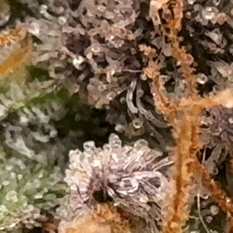 Pineapple Express P4 growlog photo: Trichomes