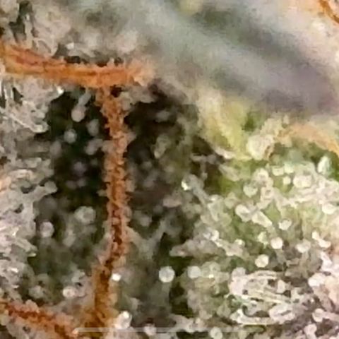Pineapple Express P4 growlog photo: Trichomes