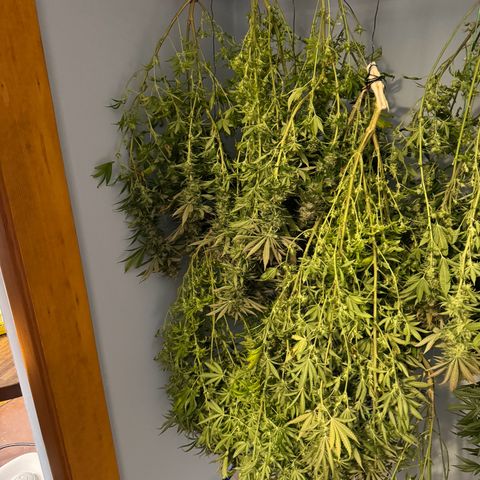 Pineapple Express P1 growlog photo: Prepare to dry