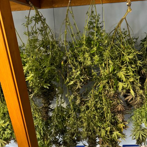 Pineapple Express P2 growlog photo: Prepare to dry