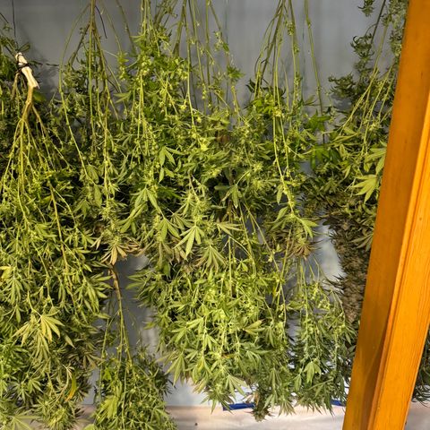 Pineapple Express P3 growlog photo: Prepare to dry