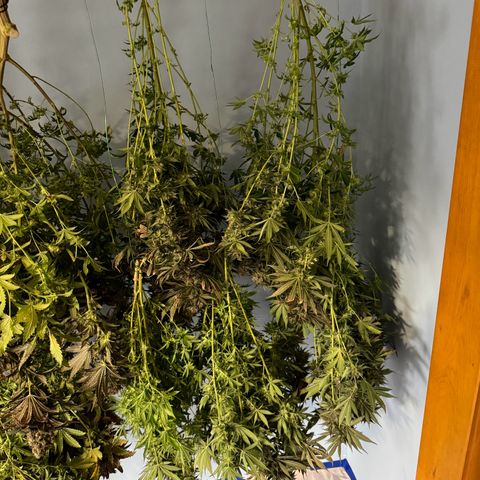 Pineapple Express P4 growlog photo: Prepare to dry