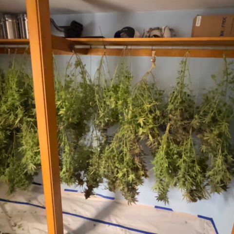 Pineapple Express P3 growlog photo: Bittersweet 