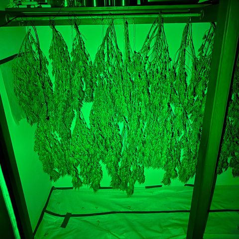 Pineapple Express P3 growlog timeline photo