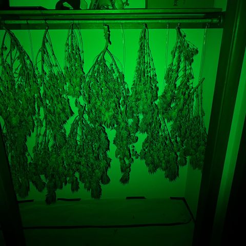 Pineapple Express P4 growlog timeline photo