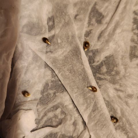 Shishkaberry growlog photo: Started germinating March 30th