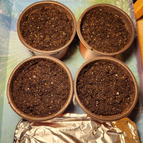 Shishkaberry growlog photo: Planted germinated seeds.