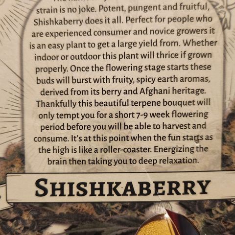 Shishkaberry growlog photo: Feminized Photo 