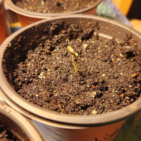 Shishkaberry growlog photo: 2cm tall. 1 of 5 seeds!