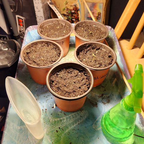 Shishkaberry growlog timeline photo