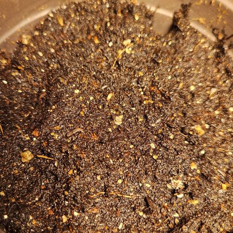 Shishkaberry growlog photo: 4 of 5 seeds!