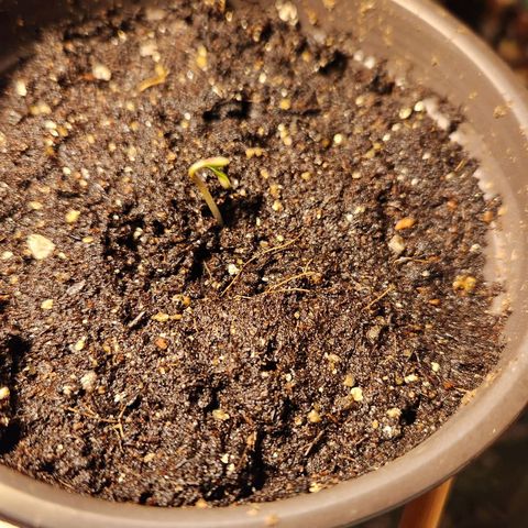 Shishkaberry growlog photo: 2 of 5 seeds!