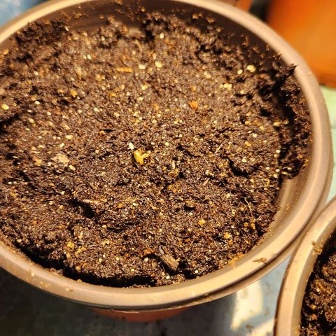 Shishkaberry growlog photo: 3 of 5 seeds!