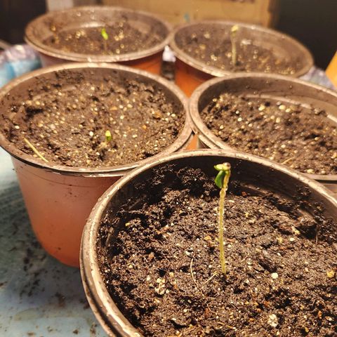Shishkaberry growlog photo: 4 out of 5. Moved the 5th one upstairs.
