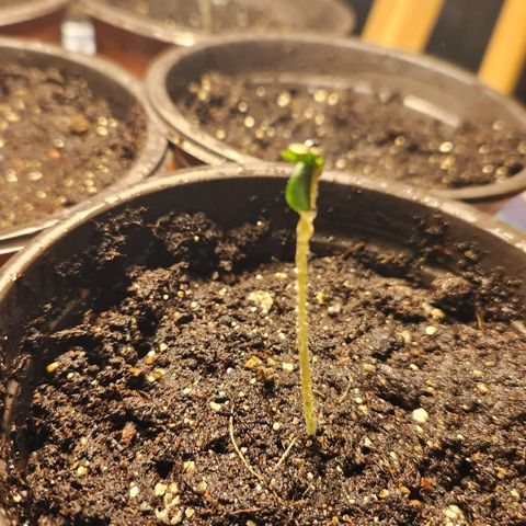 Shishkaberry growlog photo: 5cm