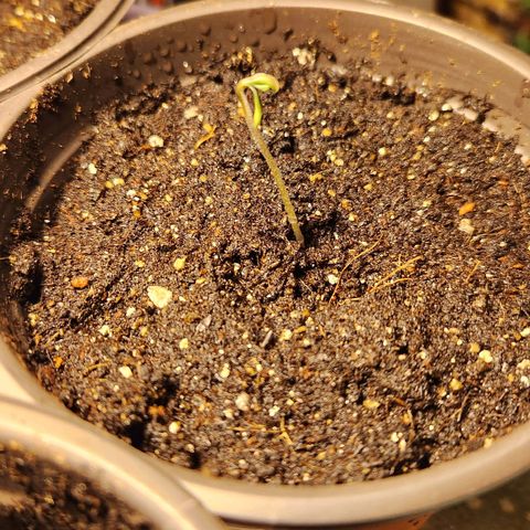Shishkaberry growlog photo: 3.5cm
