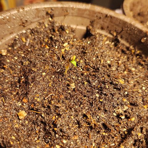 Shishkaberry growlog photo: 2cm