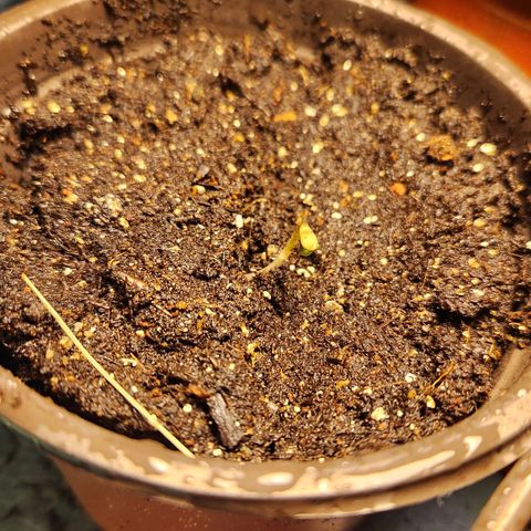 Shishkaberry growlog photo: 2-3cm