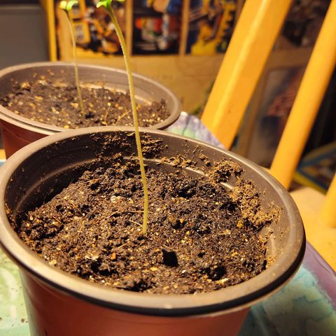 Shishkaberry growlog photo: 9cm