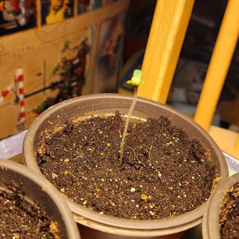 Shishkaberry growlog photo: 7cm