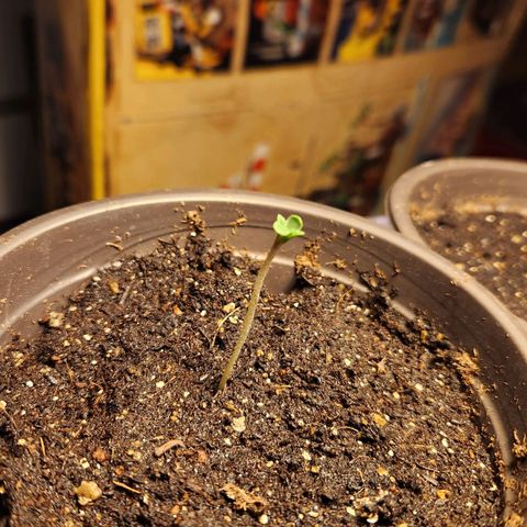 Shishkaberry growlog photo: 4cm