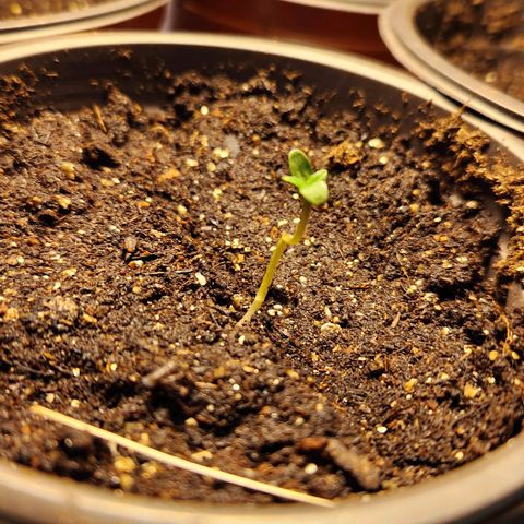 Shishkaberry growlog photo: 3cm