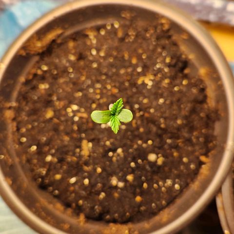 Shishkaberry growlog photo: 13cm, 9cm, 7cm, 5cm