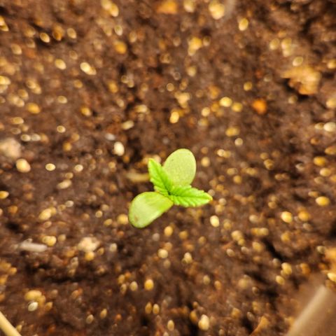 Shishkaberry growlog photo: 13cm, 9cm, 7cm, 5cm