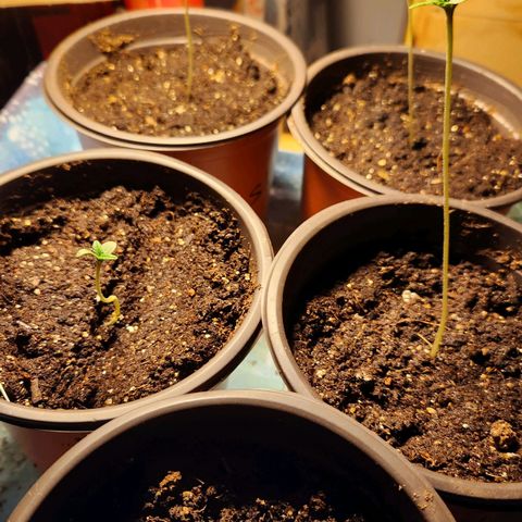 Shishkaberry growlog photo: 13cm, 9cm, 7cm, 5cm