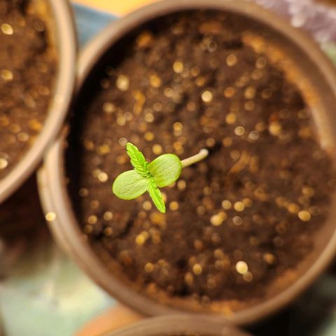 Shishkaberry growlog photo: 13cm, 9cm, 7cm, 5cm