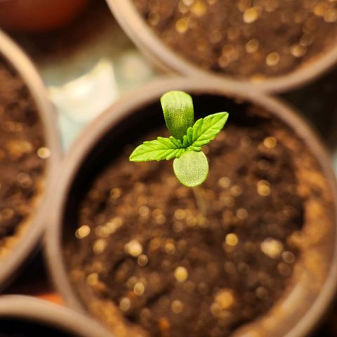 Shishkaberry growlog photo: 13cm, 9cm, 7cm, 5cm